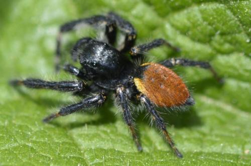 Carrhotus xanthogramma